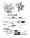 Fig. 02 - Compositions and methods for inhibiting activity of hypoxia-inducible transcription factor complex and its use for treatment of tumors