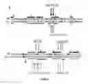 Fig. 02 - Desmoglein 2 (DSG2) Binding Proteins and Uses Therefor