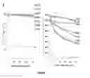 Fig. 06 - Desmoglein 2 (DSG2) Binding Proteins and Uses Therefor