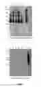 Fig. 08 - Desmoglein 2 (DSG2) Binding Proteins and Uses Therefor