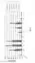 Fig. 06 - T cell receptors recognizing MHC class II-restricted MAGE-A3