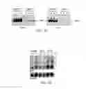 Fig. 06 - Methods Of Producing A Secreted Protein