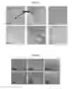 Fig. 02 - Functionalized polymer compositions and films formed from the same
