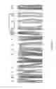 Fig. 02 - Method for Improving Shelf Life by Regulating Expression of Polyphenol Oxidase
