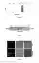 Fig. 02 - METHOD OF PRODUCING STRESS TOLERANT PLANTS OVER-EXPRESSING OsAlba1
