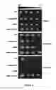 Fig. 03 - METHOD OF PRODUCING STRESS TOLERANT PLANTS OVER-EXPRESSING OsAlba1