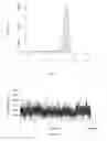 Fig. 08 - Accurate genome sequencing of single cells by single-stranded amplification and sequencing