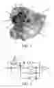 Fig. 02 - Driveline for a vehicle