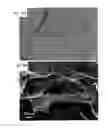 Fig. 19 - Linked stacks of partly reduced graphen, method for producing linked stacks of partly reduced graphene, power comprising linked stacks of partly reduced graphene, graphene electrode film, method for producing graphene elcetrode film, and graphene capacitor