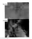 Fig. 20 - Linked stacks of partly reduced graphen, method for producing linked stacks of partly reduced graphene, power comprising linked stacks of partly reduced graphene, graphene electrode film, method for producing graphene elcetrode film, and graphene capacitor