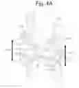 Fig. 06 - Methods of extracting monocot embryos