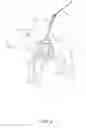 Fig. 05 - Dog harness with a safety attachment
