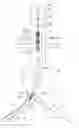 Fig. 01 - INFLATABLE OCCLUSION WIRE-BALLOON FOR AORTIC APPLICATIONS