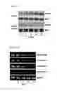 Fig. 03 - Use of a Compound for Inducing Differentiation of Mesenchymal Stem Cells into Cartilage Cells