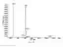 Fig. 46 - Synthesis of deuterated ribo nucleosides, N-protected phosphoramidites and oligonucleotides