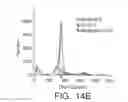 Fig. 19 - ANTI-ErbB2 ANTIBODIES