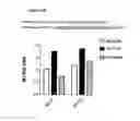 Fig. 09 - In vitro generation of dendritic cells by exposure to an anti-CSF1-R antibody