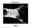 Fig. 02 - Polyolefin-natural fiber composite composition for extrusion molding