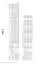 Fig. 02 - Compositions and methods comprising male fertility sequences