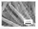 Fig. 01 - Hydrophilic sheet and process for producing the same