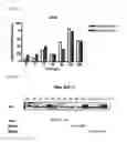 Fig. 06 - NANOMATERIAL-INDUCED CYTOTOXICITY DETECTION COMPOSITION AND KIT, AND NANOMATERIAL-INDUCED CYTOTOXICITY DETECTION METHOD