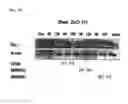 Fig. 07 - NANOMATERIAL-INDUCED CYTOTOXICITY DETECTION COMPOSITION AND KIT, AND NANOMATERIAL-INDUCED CYTOTOXICITY DETECTION METHOD