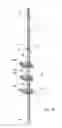Fig. 14 - Shower caddy with shelf adjustably maounted along an elongate support member