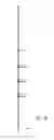 Fig. 18 - Shower caddy with shelf adjustably maounted along an elongate support member