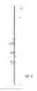 Fig. 19 - Shower caddy with shelf adjustably maounted along an elongate support member