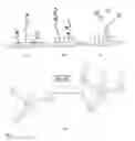 Fig. 02 - Gold/lanthanide nanoparticle conjugates and uses thereof