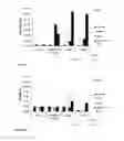 Fig. 06 - Therapeutic Compounds