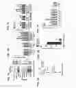 Fig. 02 - METHODS OF USING FEXARAMINE AND AGENTS THAT INCREASE SYMPATHETIC NERVOUS SYSTEM ACTIVITY TO PROMOTE BROWNING OF WHITE ADIPOSE TISSUE
