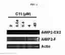 Fig. 02 - Pharmaceutical composition for preventing or treating cancer