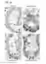 Fig. 06 - Compositions and methods for promoting intestinal stem cell function