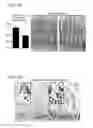 Fig. 16 - Compositions and methods for promoting intestinal stem cell function