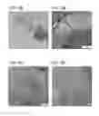 Fig. 23 - Compositions and methods for promoting intestinal stem cell function