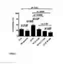 Fig. 02 - USE OF CYCLODEXTRIN FOR TREATMENT AND PREVENTION OF BRONCHIAL INFLAMMATORY DISEASES