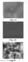 Fig. 03 - TISSUE TRANSPLANT COMPOSITIONS AND METHODS FOR USE
