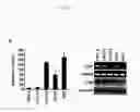 Fig. 02 - COMPOSITIONS FOR MODULATING INVASION ABILITY OF A TUMOR AND METHODS THEREOF
