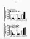 Fig. 07 - COMPOSITIONS FOR MODULATING INVASION ABILITY OF A TUMOR AND METHODS THEREOF