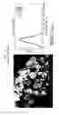 Fig. 02 - COMPOSITIONS AND METHODS FOR PREVENTING OR TREATING CHRONIC LUNG ALLOGRAFT DYSFUNCTION (CLAD) AND IDIOPATHIC PULMONARY FIBROSIS (IPF)