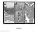 Fig. 28 - COMPOSITIONS AND METHODS FOR PREVENTING OR TREATING CHRONIC LUNG ALLOGRAFT DYSFUNCTION (CLAD) AND IDIOPATHIC PULMONARY FIBROSIS (IPF)