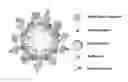 Fig. 01 - Paramagnetic solid lipid nanoparticles (pSLNs) containing metal amphiphilic complexes for MRI