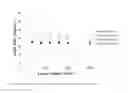 Fig. 07 - Chromatography media and method