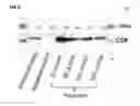 Fig. 07 - MICROFLUIDIC DEVICES AND METHODS FOR CONTROLLING A MICROFLUIDIC DEVICE
