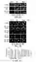 Fig. 07 - STAT3 dimerization inhibitors