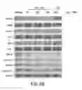 Fig. 09 - STAT3 dimerization inhibitors
