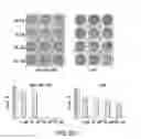 Fig. 11 - STAT3 dimerization inhibitors