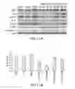 Fig. 13 - STAT3 dimerization inhibitors
