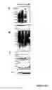 Fig. 33 - METHODS AND COMPOUNDS FOR INHIBITING GLYCOSYLTRANSFERASES